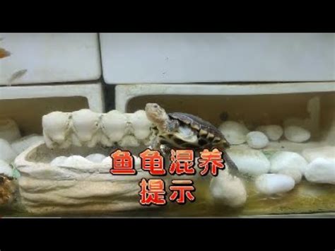 龜魚